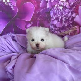 Cooper - White male Pomeranian puppy in Lyons, Georgia from Its a Poms Life Kennel