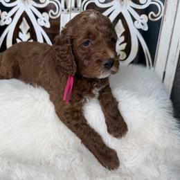 Goldendoodle and Poodle Puppies from Northern Heart Standards