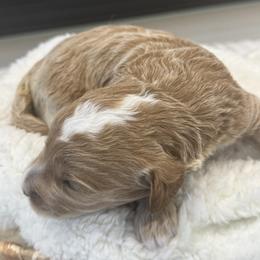 Bronco - Cream male Goldendoodle puppy in Salem, Utah from Karmadoodlee