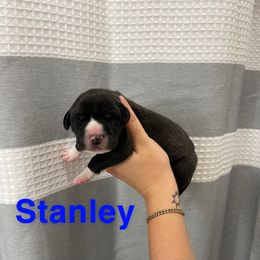 Great Dane Puppies from RP DANES
