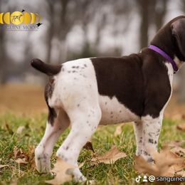 Girl 9 - German Shorthaired Pointer puppy in Fortville, Indiana from Sanguine Moon Kennel