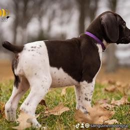 Girl 9 - German Shorthaired Pointer puppy in Fortville, Indiana from Sanguine Moon Kennel