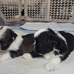 Shih Tzu Puppies from Prairie Creek Puppies