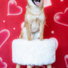 Kuma - Sesame male Shiba Inu puppy in Houston, Texas from Bluebonnet Shibas