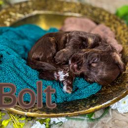 Bolt - Chocolate male Australian Labradoodle puppy in Decatur, Alabama from Southern Meadows Doodles