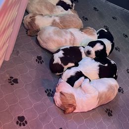 English Springer Spaniel Puppies from English Springer Spaniels at Lands Lodge