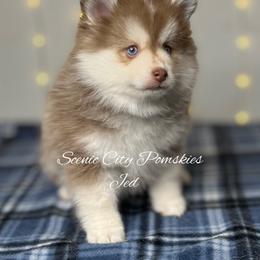 Jed - Red and white male Pomsky puppy in Rossville, Georgia from Scenic City Pomskies