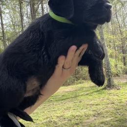 Green - Black male Labrador Retriever puppy in Ruth, Mississippi from Red White & True Labradors
