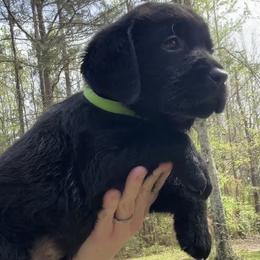 Green - Black male Labrador Retriever puppy in Ruth, Mississippi from Red White & True Labradors