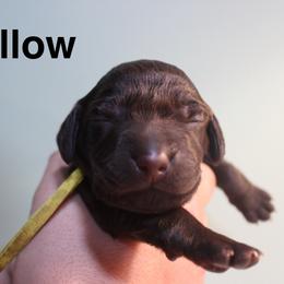 Yellow - Liver female Boykin Spaniel puppy in Northport, Alabama from Blue Creek Boykins