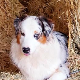 Australian Shepherds from Wildwing Aussies