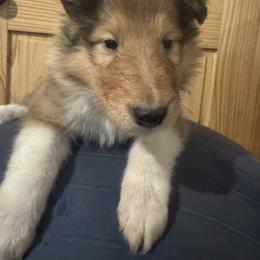 Dasher - Sable and white male Collie puppy in Morocco, Indiana from Collegiate Bassets and Rheign Collies