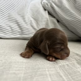 Boy 2 - Chocolate and tan male Dachshund puppy in Baldwin Park, California from 626 Dachshund