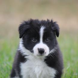 Black boy - Black male Border Collie puppy in Tylertown, Mississippi from Cool Meadow Farms