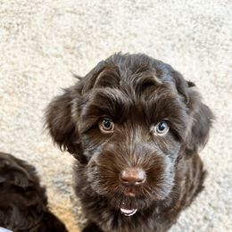 Australian Labradoodle Puppies from Sun Canyon Australian Labradoodles