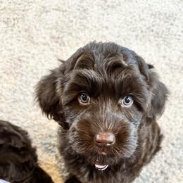 Australian Labradoodle Puppies from Sun Canyon Australian Labradoodles