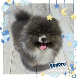Eeyore - AKC - Blue male Pomeranian puppy in Eatonville, Washington from Foxy Forest Poms