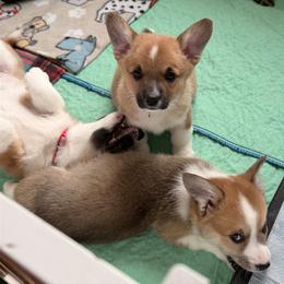 Princess - Sable female Pembroke Welsh Corgi puppy in Lewisberry, Pennsylvania from Salted Rim Corgis