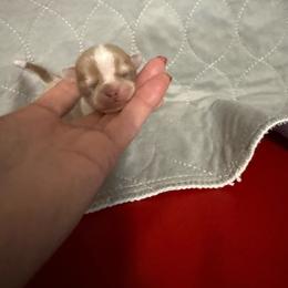 Venus - Silver and white female Chihuahua puppy in Dime Box, Texas from Color Me Crazy Chihuahuas