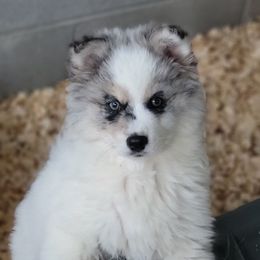 Kenai - Merle Pomsky puppy in Gladstone, Virginia from Rustic Charms Miniature Huskys