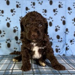 Bruno - Brown and white male Bernedoodle puppy in Battle Creek, Michigan from T-Rose’s Bernedoodle & Pomsky Puppies