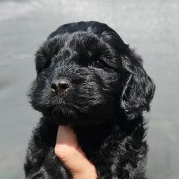 Anchor - Black male Cockapoo puppy in Indiahoma, Oklahoma from Phamily Doodles