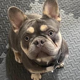 French Bulldogs from Cloverleaf Frenchies