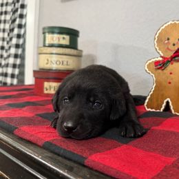 Lavender - Black female Labrador Retriever puppy in Kinta, Oklahoma from Beaver Creek Kennels