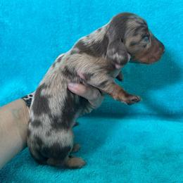 Bronx - Dapple male Dachshund puppy in Lincoln, Arkansas from Red Dirt Dachshunds
