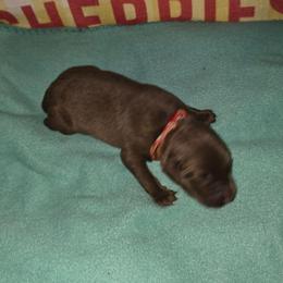 Redwhite collar - Chocolate male Labrador Retriever puppy in Arlington, Washington from Stout's Hunting Labs and trsbullies