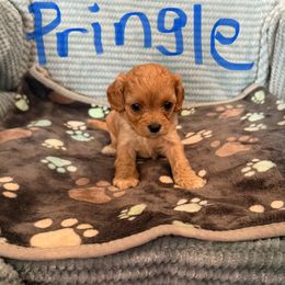 Pringle - Cream male Cavapoo puppy in Sherwood, Michigan from Patrick's Puppies