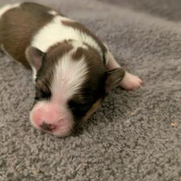 Boy 3 - White and sable male Papillon puppy in Joshua, Texas from Summertime Kennels