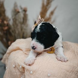 Dune (Yellow) - Black and white female Sheepadoodle puppy in Newport Beach, California from High Desert Doodles