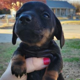 Dachshunds from Moonpie