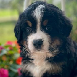 Dottie - Bernese Mountain Dog puppy from Diamond U Berners