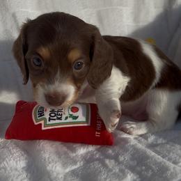 Dachshund Puppies from WienerDoxieQuad