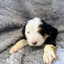 Turnip - Tri-color male Bernedoodle puppy in Gilbert, Arizona from San Tan Doodles
