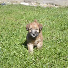 Walnut - Wheaten male Soft Coated Wheaten Terrier puppy in Kirksville, Missouri from Ironwood Ridge Kennels