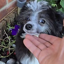 Bonnie  Long Star Angel - Black and white female Chinese Crested puppy in Amarillo, Texas from Victoria's Chinese Cresteds Long Star Angels