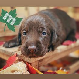 Green Male - Chocolate male Labrador Retriever puppy in Carrollton, Virginia from Southern Heritage Retrievers