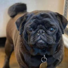 Gwennie - Pug