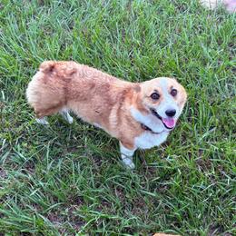 Pembroke Welsh Corgi puppies from Cascadian Space Coast Corgis LLC