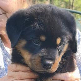 Rottweiler puppies from Darkstarr Rottweilers