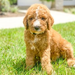Goldendoodle and Poodle Puppies from CharleighRae Poodles and Doodles