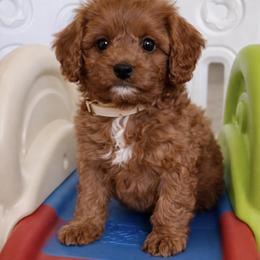 White Collar boy - Red male Cavapoo puppy in Gilbert, Arizona from Azteddybeardoodles