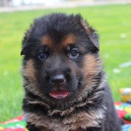 German Shepherd Puppies from vom Haus am Lerchenweg