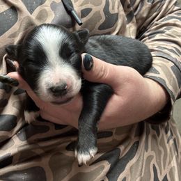 Amren - Black tri female Miniature Australian Shepherd puppy in Jefferson, Texas from Texas Down Yonder Mini Aussies