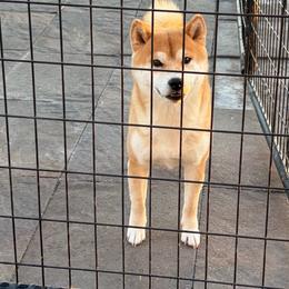 Tommy - Red male Shiba Inu puppy in Nampa, Idaho from Hillsdale Shibas