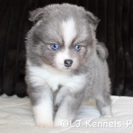 Vesper - Blue female Pomsky puppy in Centerville, Iowa from LJ Kennels Pomskies, LLC