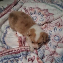 Matilda - White and red female Pembroke Welsh Corgi puppy in Gaffney, South Carolina from Battlefield Kennels